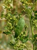 Chenopodium strictum