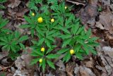 Anemone ranunculoides