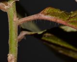 Acalypha wilkesiana