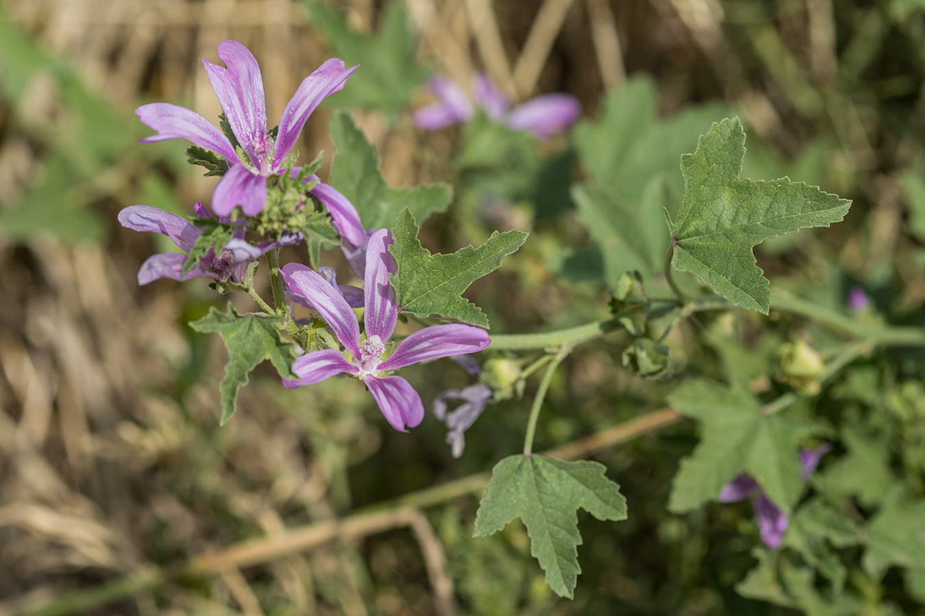 Изображение особи Malva erecta.