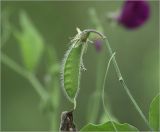 Lathyrus odoratus