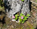 Rubus arcticus. Цветущее растение. Иркутская обл., Слюдянский р-н, окр. мыса Шаманский, сфагновое болото, основание старого пня. 09.06.2021.