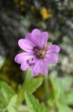 Geranium divaricatum. Цветок с лежищими на лепестках пыльниками. Республика Ингушетия, Джейрахский р-н, окр. урочища Цори у подножия башенного комплекса Цори, высота ок. 1760 м н.у.м., около скалы. 18 июня 2022 г.