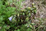 Campanula sarmatica