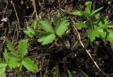 Ranunculus kedranus