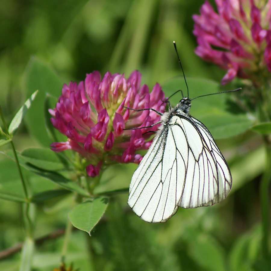 Изображение особи Trifolium medium.