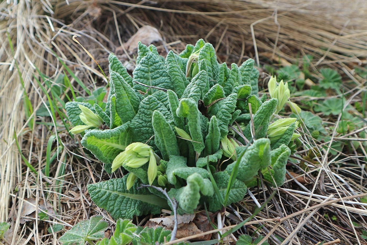 Изображение особи Primula macrocalyx.