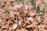 Rhinopetalum karelinii. Плодоносящее растение. Казахстан, Алматинская обл., горы Богуты, гипсоносные пестроцветы. 25 мая 2023 г.
