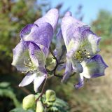 Aconitum sczukinii