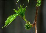 Parthenocissus quinquefolia