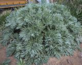 Artemisia absinthium