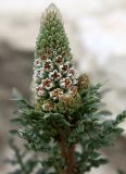 Reseda alba. Соцветие. Израиль, г. Кармиэль, городской парк. 13.02.2011.