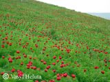 Paeonia tenuifolia. Аспект цветущих растений. Крым, окр. Белогорска, балка Красная. 12 мая 2011 г.