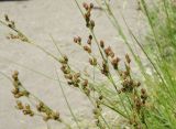 Juncus compressus