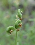 Medicago cancellata