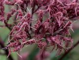 Eupatorium purpureum. Часть соцветия. Нидерланды, г. Venlo, \"Floriada 2012\". 11.09.2012.