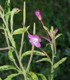 Epilobium hirsutum