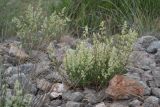 Galium juzepczukii. Цветущее растение. Крым, Караньское плато. 27 мая 2012 г.