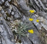 Achillea holosericea