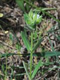 Cerastium inflatum