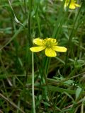 Ranunculus reptans