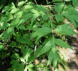 Paeonia delavayi