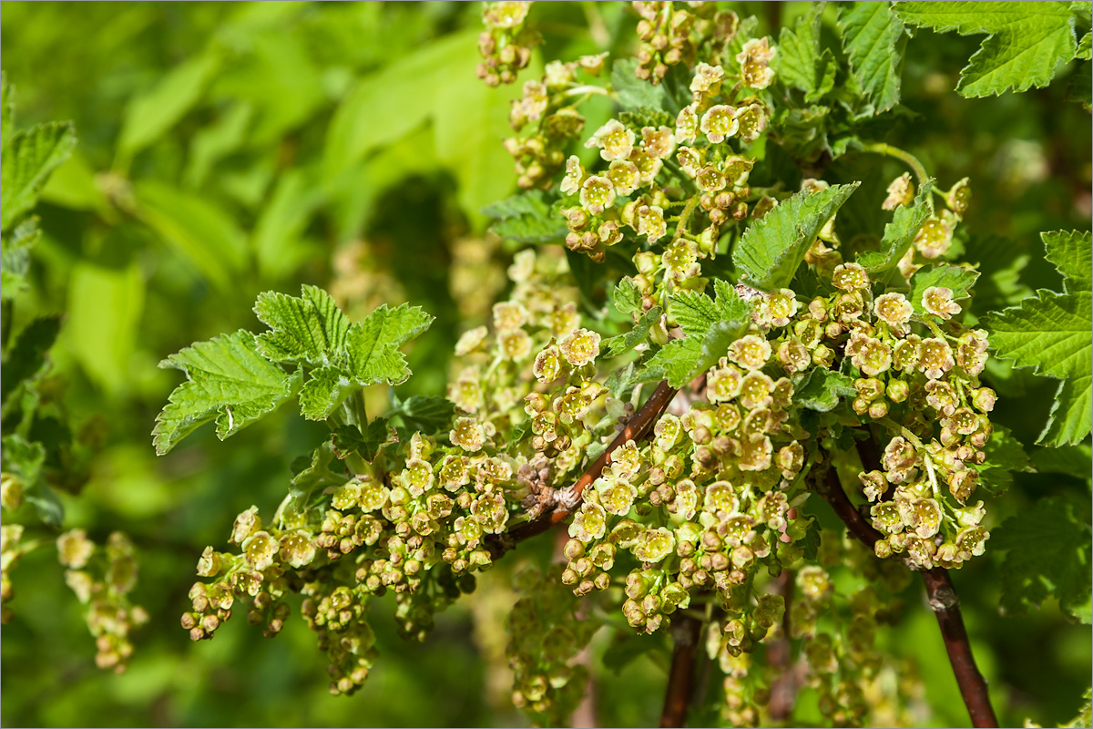 Изображение особи Ribes spicatum.