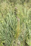 Asphodeline taurica