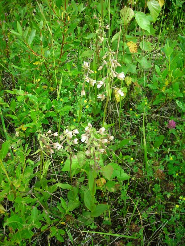 Изображение особи Epipactis palustris.