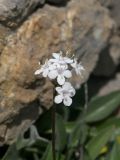 Valeriana jelenevskyi