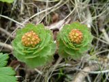 Rhodiola rosea