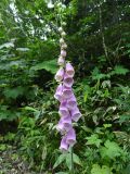 Digitalis purpurea. Соцветие. Курильские о-ва, о-в Кунашир, окр. дачного пос. Третьяково, одичавшее из культуры. 24 июля 2015 г.