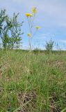 Brassica campestris