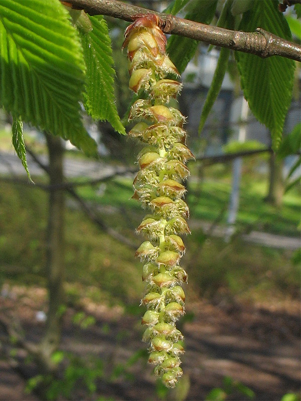 Изображение особи Carpinus betulus.