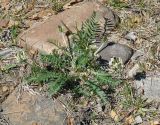 Oxytropis candicans. Цветущее растение. Иркутская обл., Шелеховский р-н, окр. с. Шаманка, каменистый берег р. Иркут. 21.05.2016.