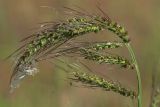 Echinochloa crus-galli