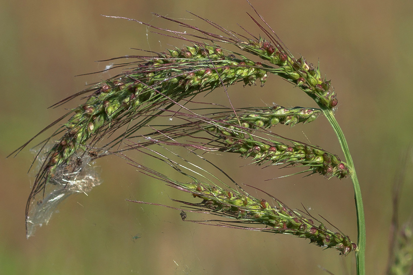 Изображение особи Echinochloa crus-galli.