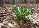 Galanthus nivalis. Цветущее растение. Москва, Воронцовский парк, дубовая роща. 19.04.2017.