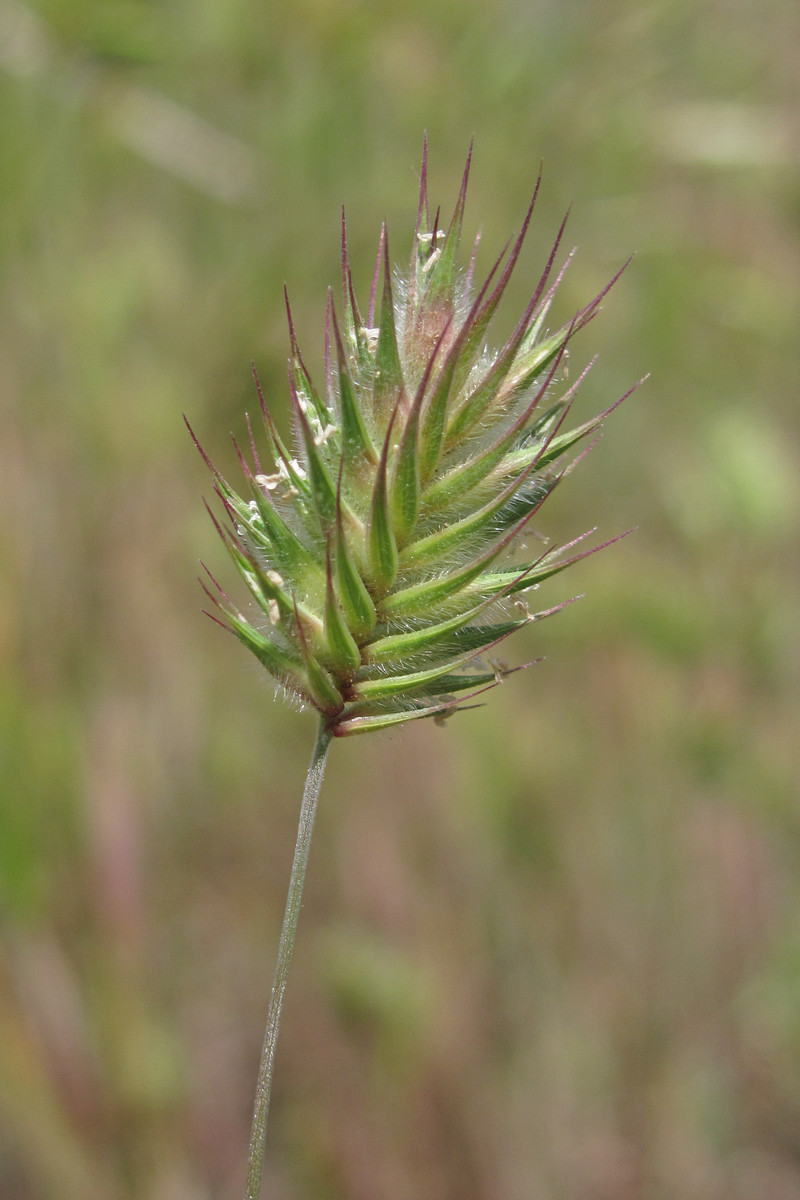 Изображение особи Eremopyrum orientale.