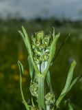 Crepis biennis