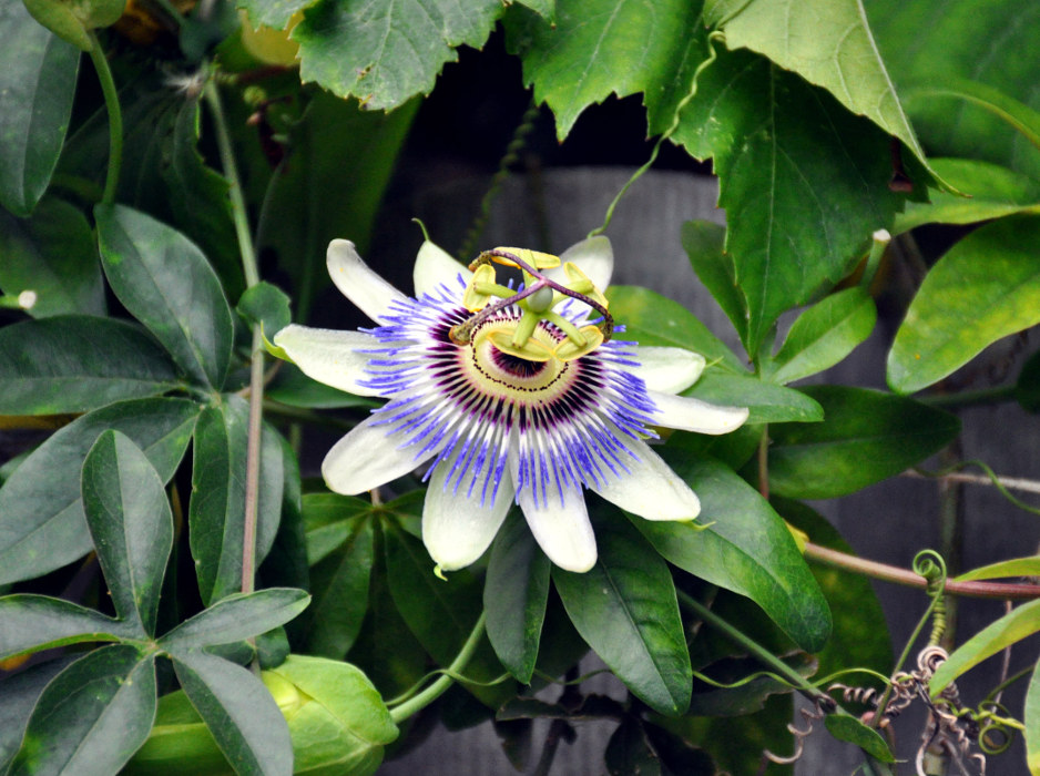 Изображение особи Passiflora caerulea.