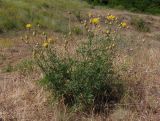 Centaurea orientalis