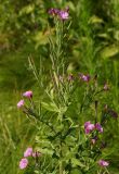 Epilobium villosum