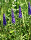 Veronica spicata подвид bashkiriensis. Верхушки цветущих растений. Пермский край, Кунгурский р-н, окр. с. Филипповка, северная часть Кунгурской лесостепи, гора Ледяная, южный склон. 16.07.2017.