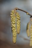 Corylus avellana. Мужские соцветия. Ленинградская обл., Всеволожский р-н, окр. пос. Куйвози, садоводство, в культуре. 14.04.2018.