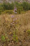 Campanula bononiensis. Доцветающее растение. Башкортостан, Кугарчинский р-н, окр. дер. Мурадымово, природный парк \"Мурадымовское ущелье\", долина р. Большой Ик, луг. 2 сентября 2018 г.