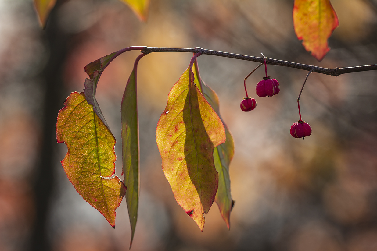 Изображение особи Euonymus europaeus.