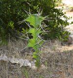 Euphorbia grandicornis