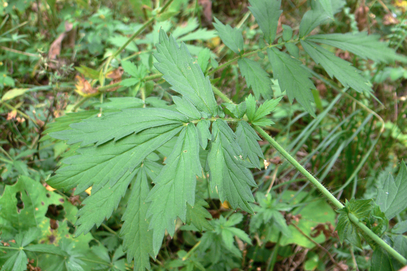 Image of Agrimonia pilosa specimen.