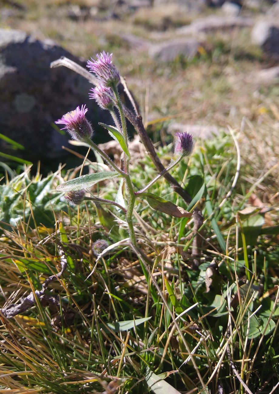 Изображение особи Erigeron orientalis.